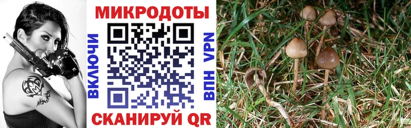 где купить   Зверево  Галлюциногенные грибы ЛСД 